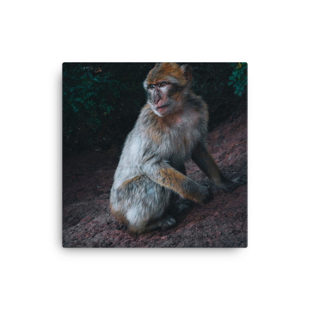 Monkey Canvas